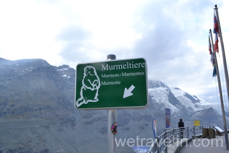 сурки на леднике в Австрии