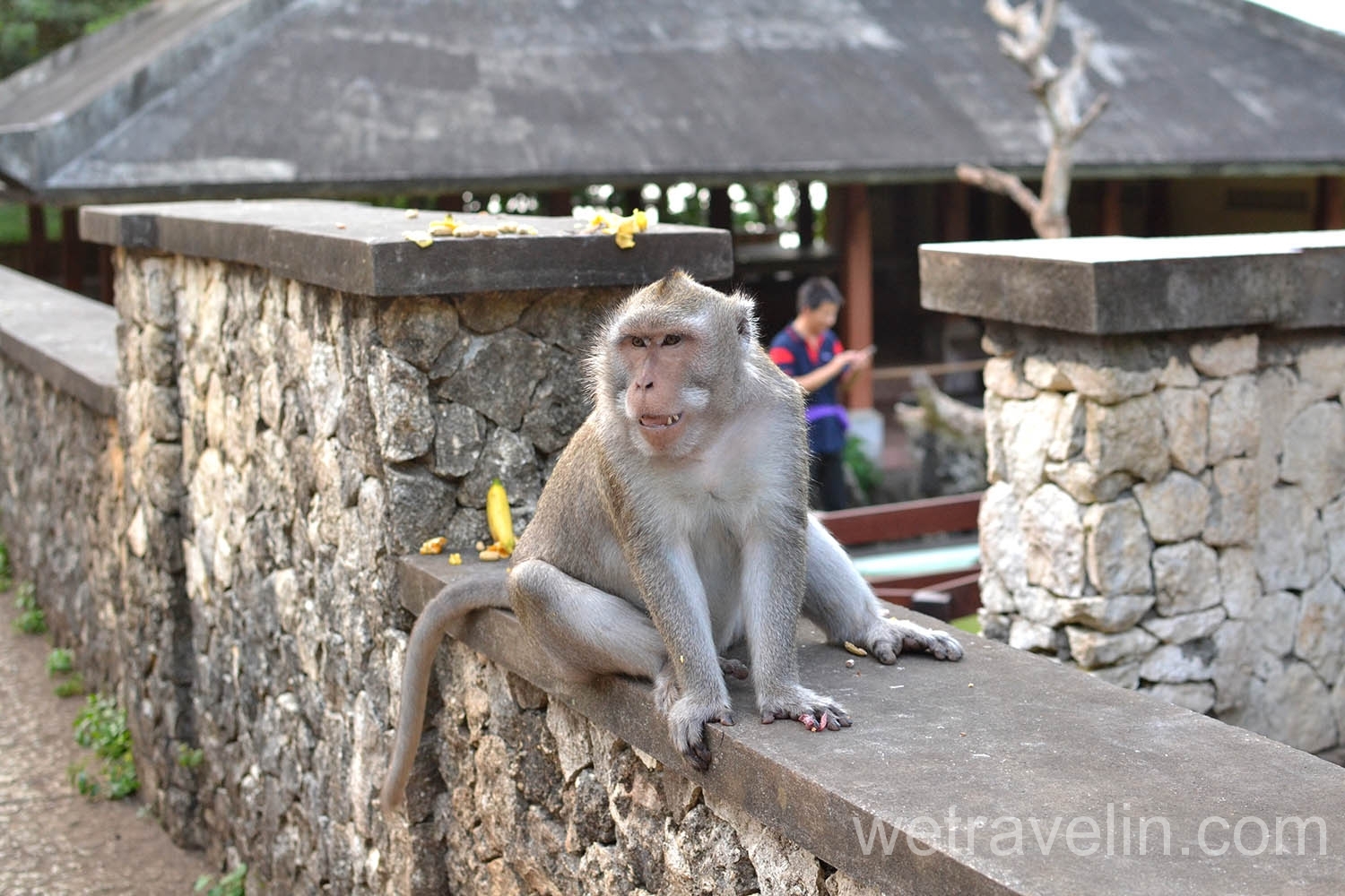 обезьяна в храме Улувату