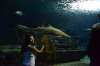 акула в океанариуме в Бангкоке