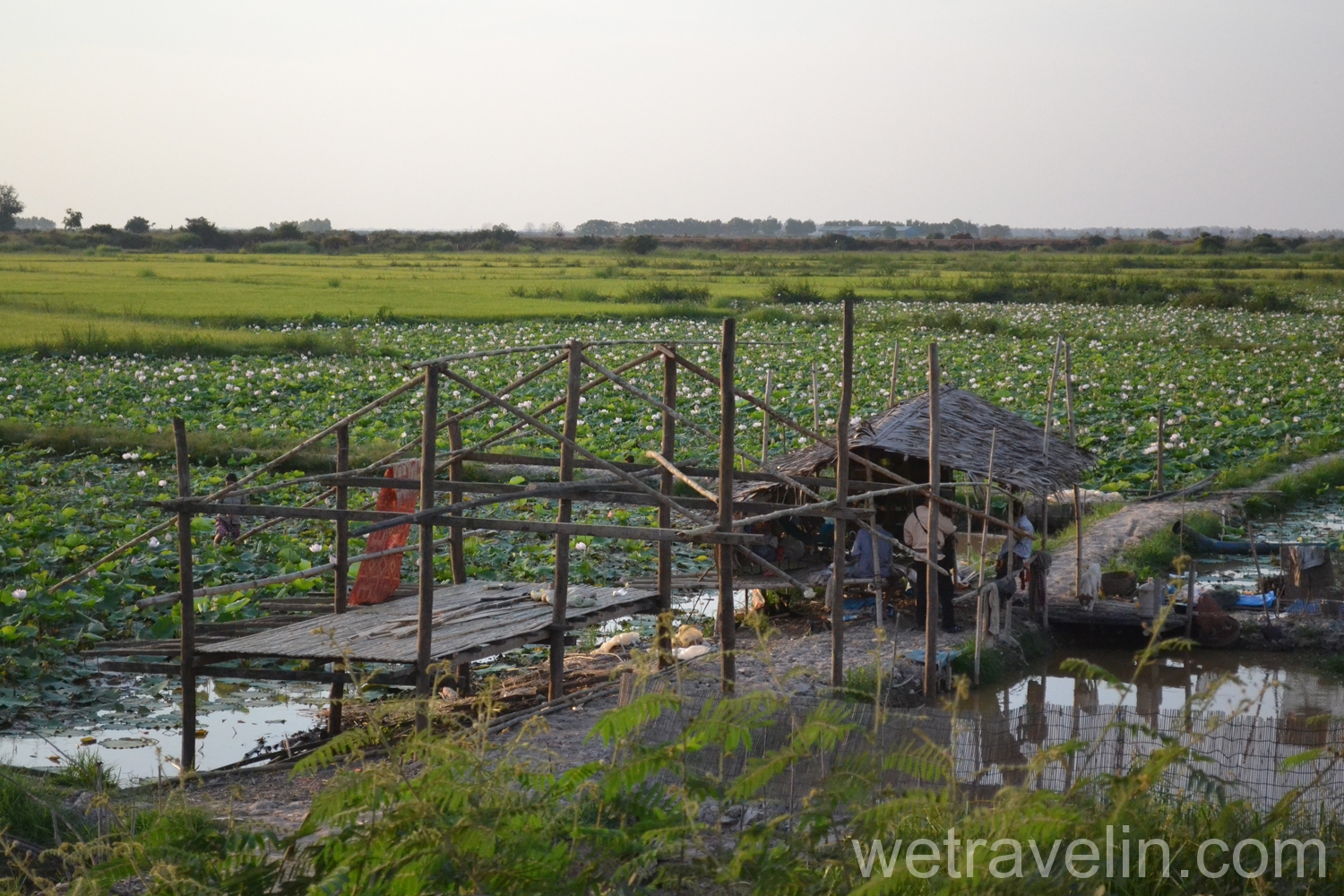 поля с лотосами в Камбодже