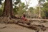 могучие корни Ангкора
