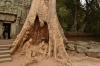 древние дерево