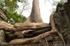 корни в храме Ангкора
