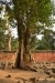 старое дерево в Ангкоре
