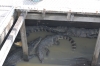 крокодилы озера Тонлесап