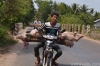 перевозка свиней в Камбодже