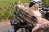 транспортировка свиней в Камбодже