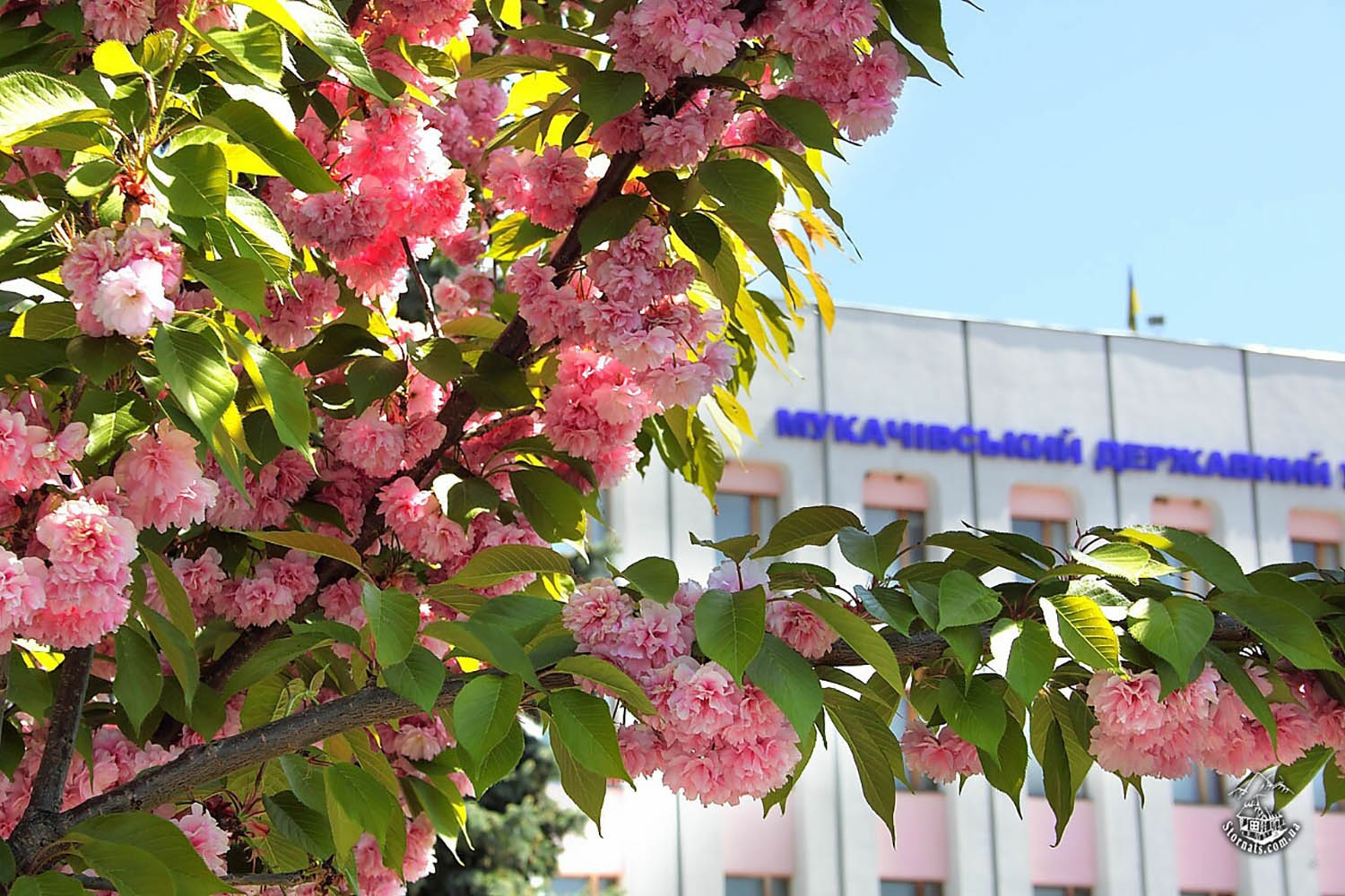 цветение сакуры в Мукачево
