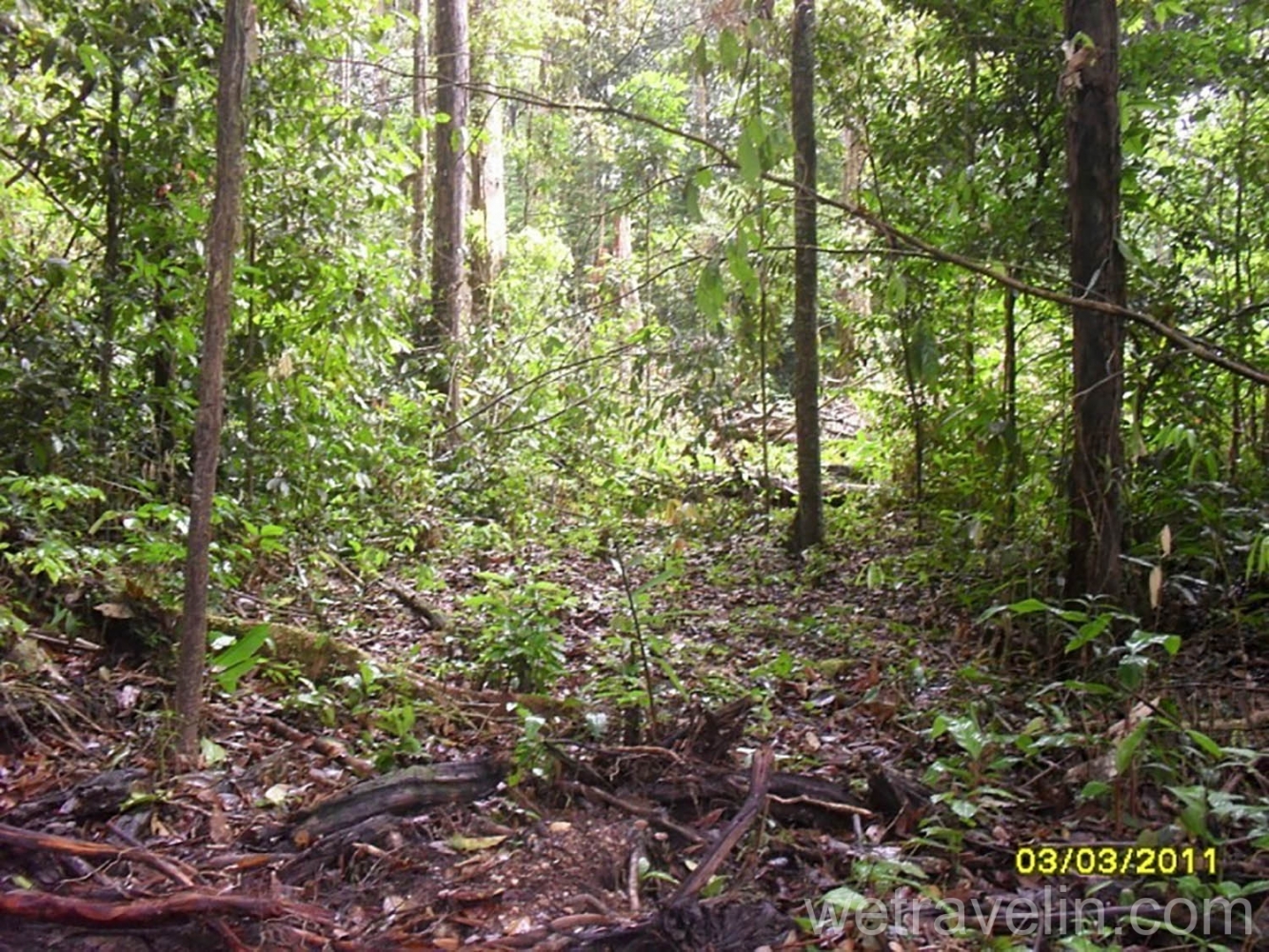 джунгли Гайаны