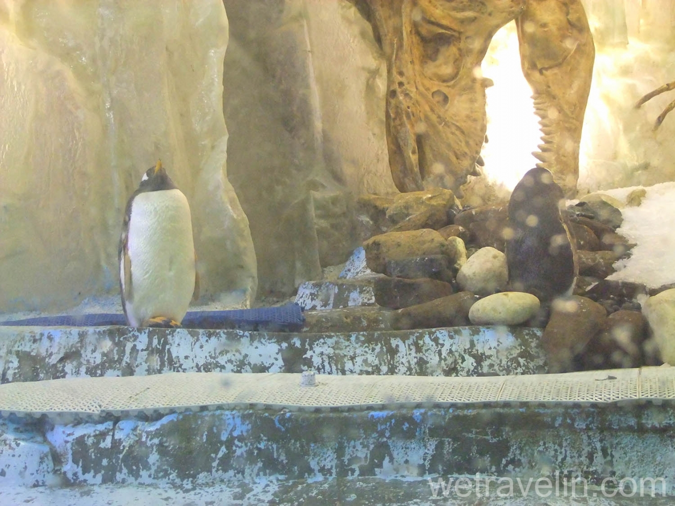 пингвин в подводном зоопарке в Дубаи Мол