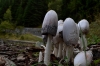 грибы на перевале Коль Де Турини