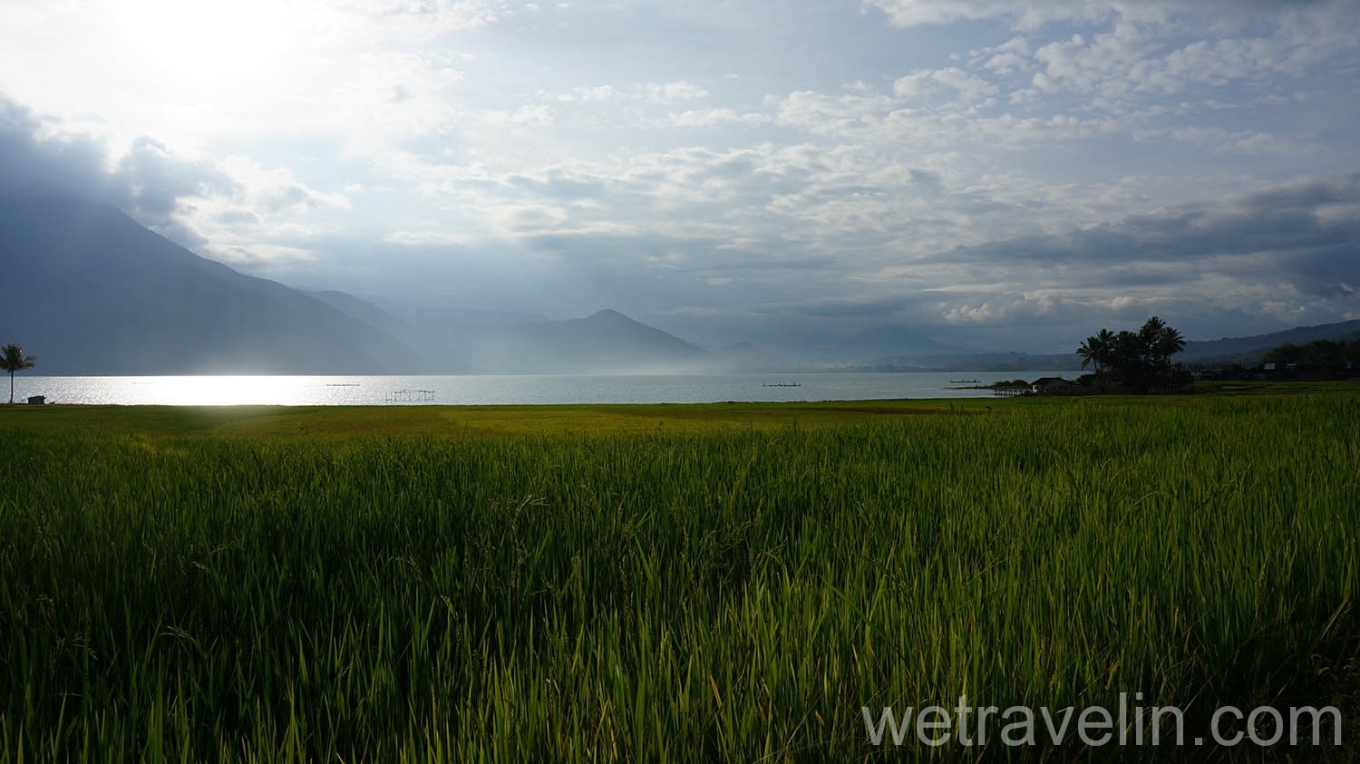 рисовое поле на озере Тоба