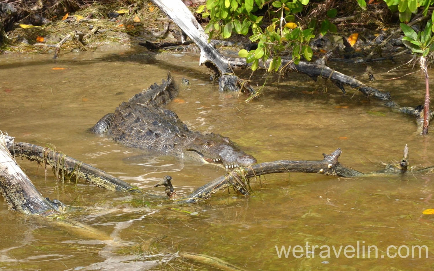 крокодил в Рио Лагартос