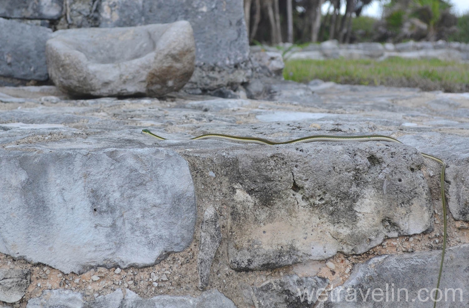 змея на руинах Тулума