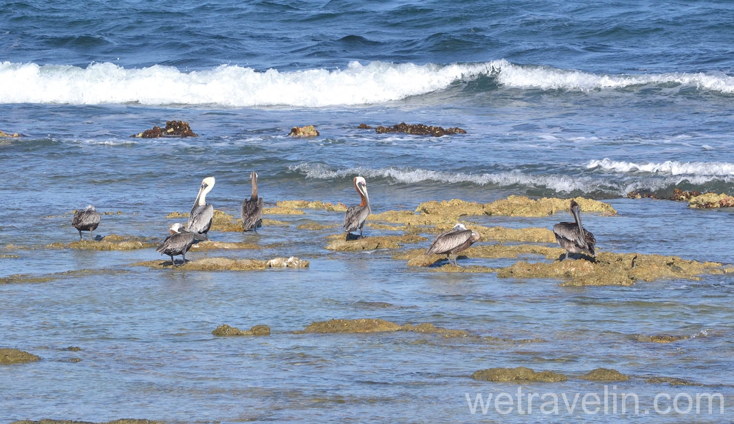 пеликаны в сиан каан