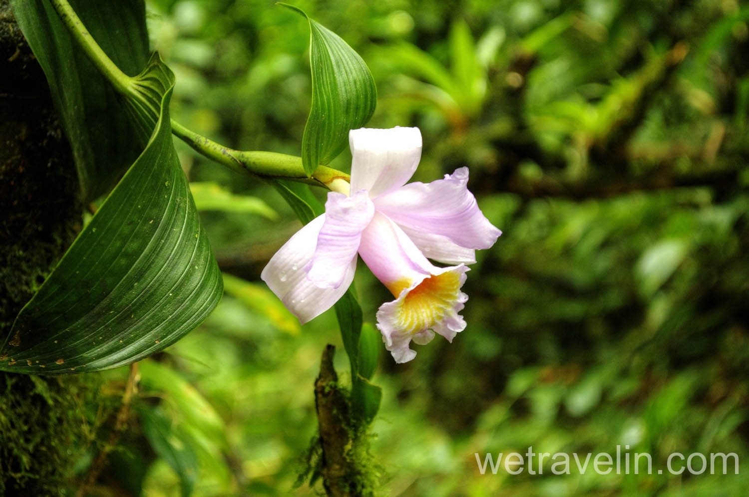 орхидея в национальном парке Момбачо