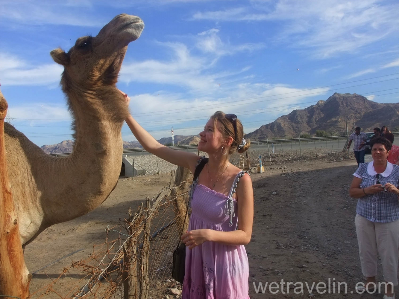 экскурсия к верблюдам в Эмиратах