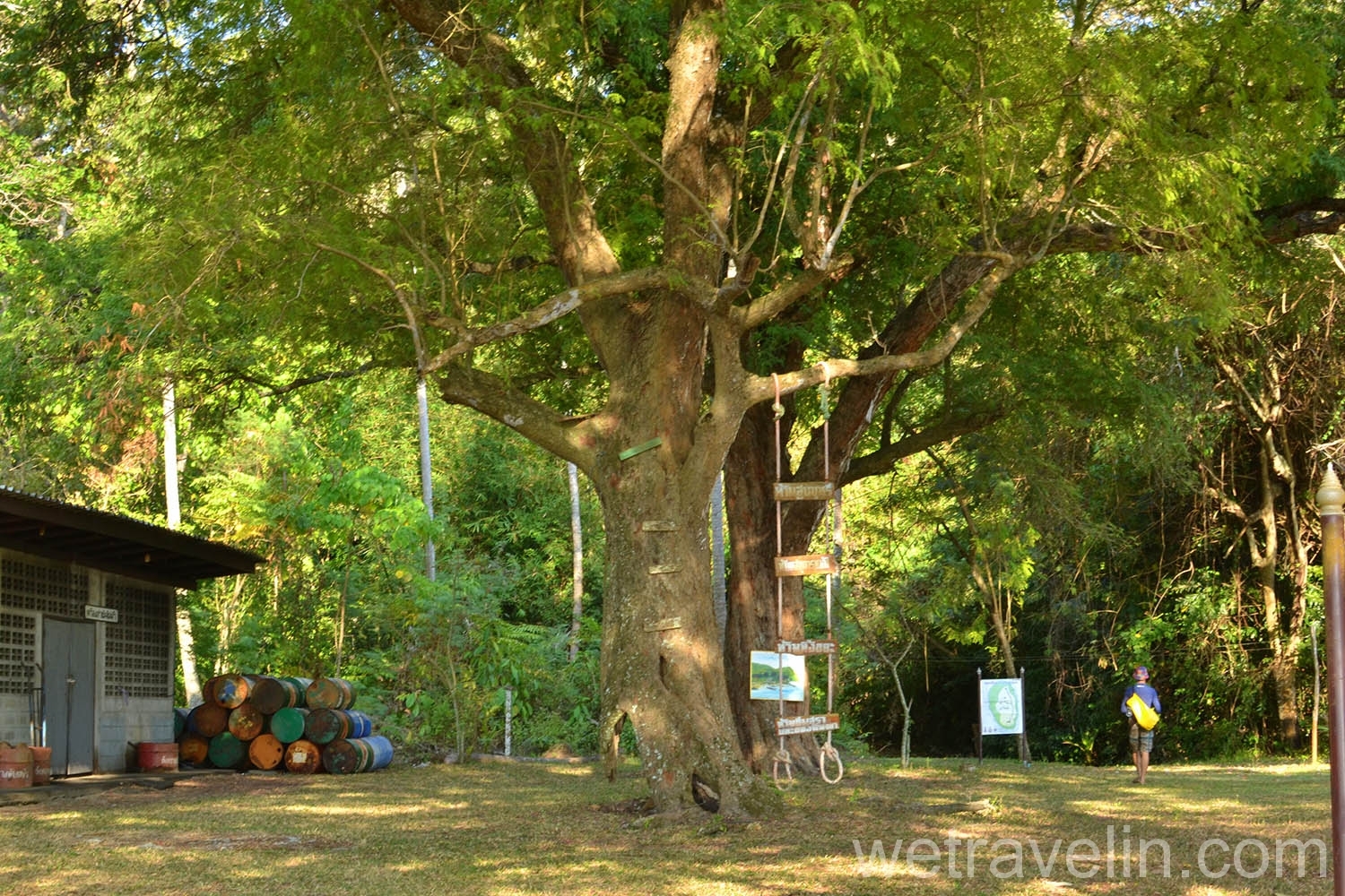 тамариновое дерево на острове Koh Tapao Noi
