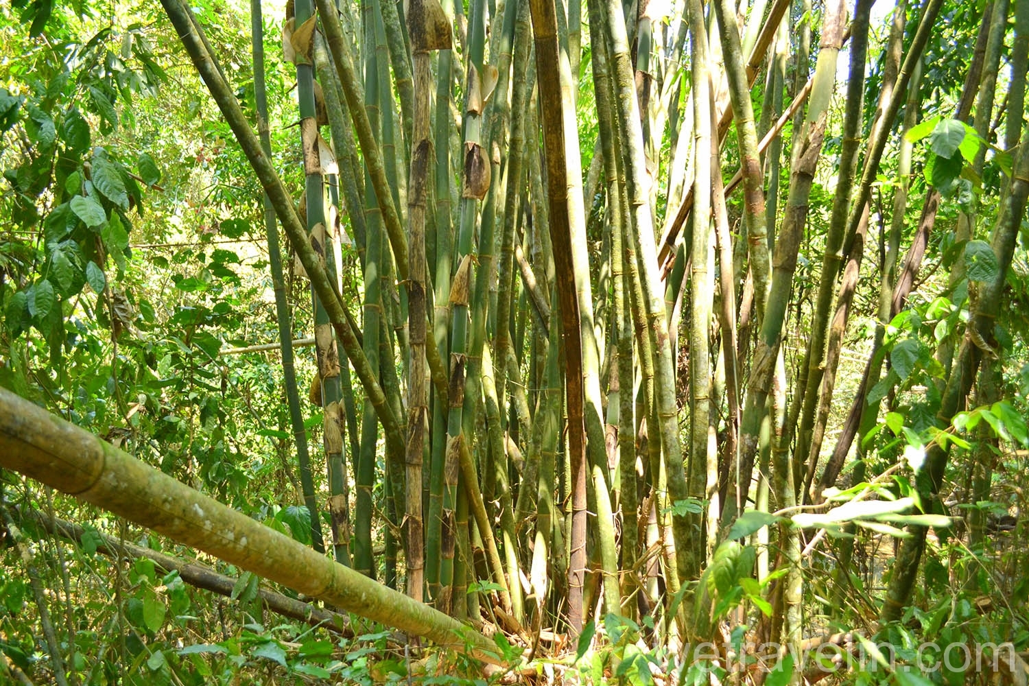бамбуковый лес озеро Чео Лан