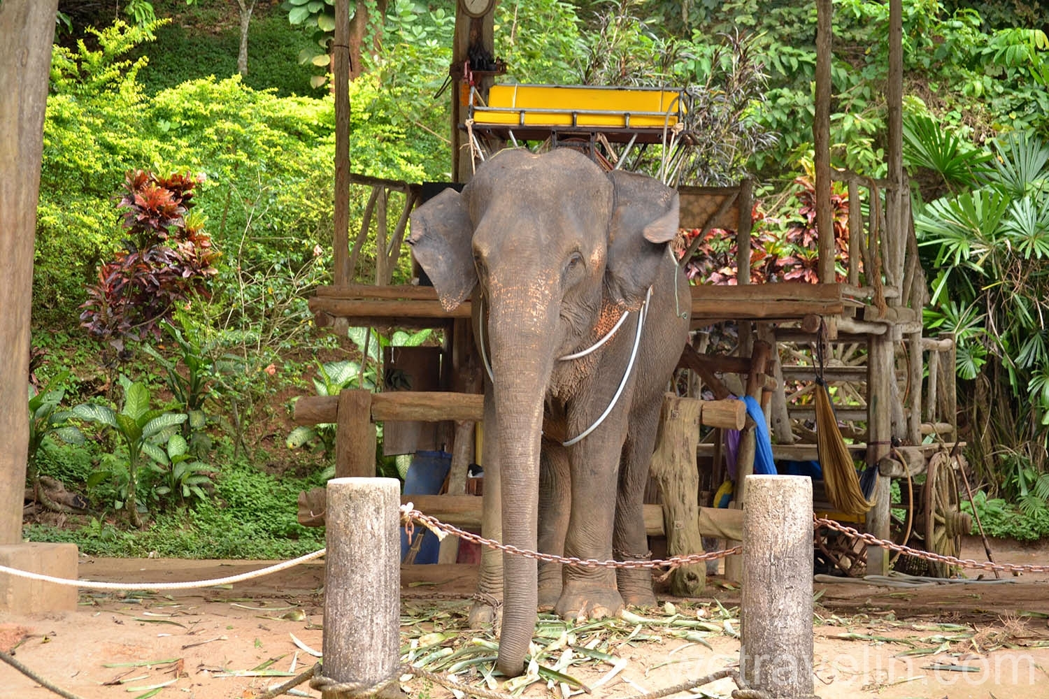 Koh Chang Elephant Camp