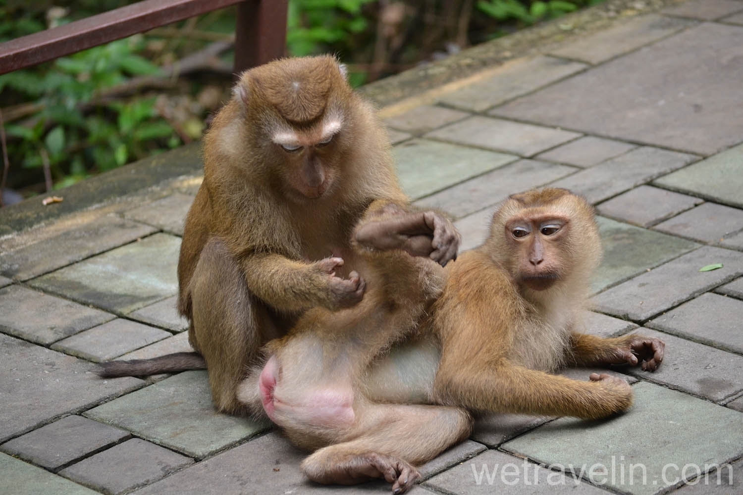 обезьяны на Пхукете