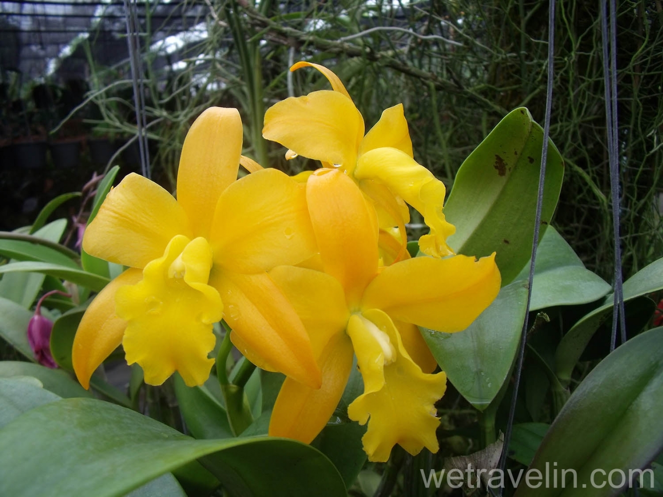 сад орхидей на Пхукете