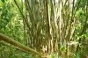 бамбуковый лес озеро Чео Лан