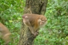обезьяна на смотровой площадке Rang Hill