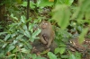 обезьяна на смотровой площадке Rang Hill