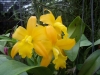 сад орхидей на Пхукете