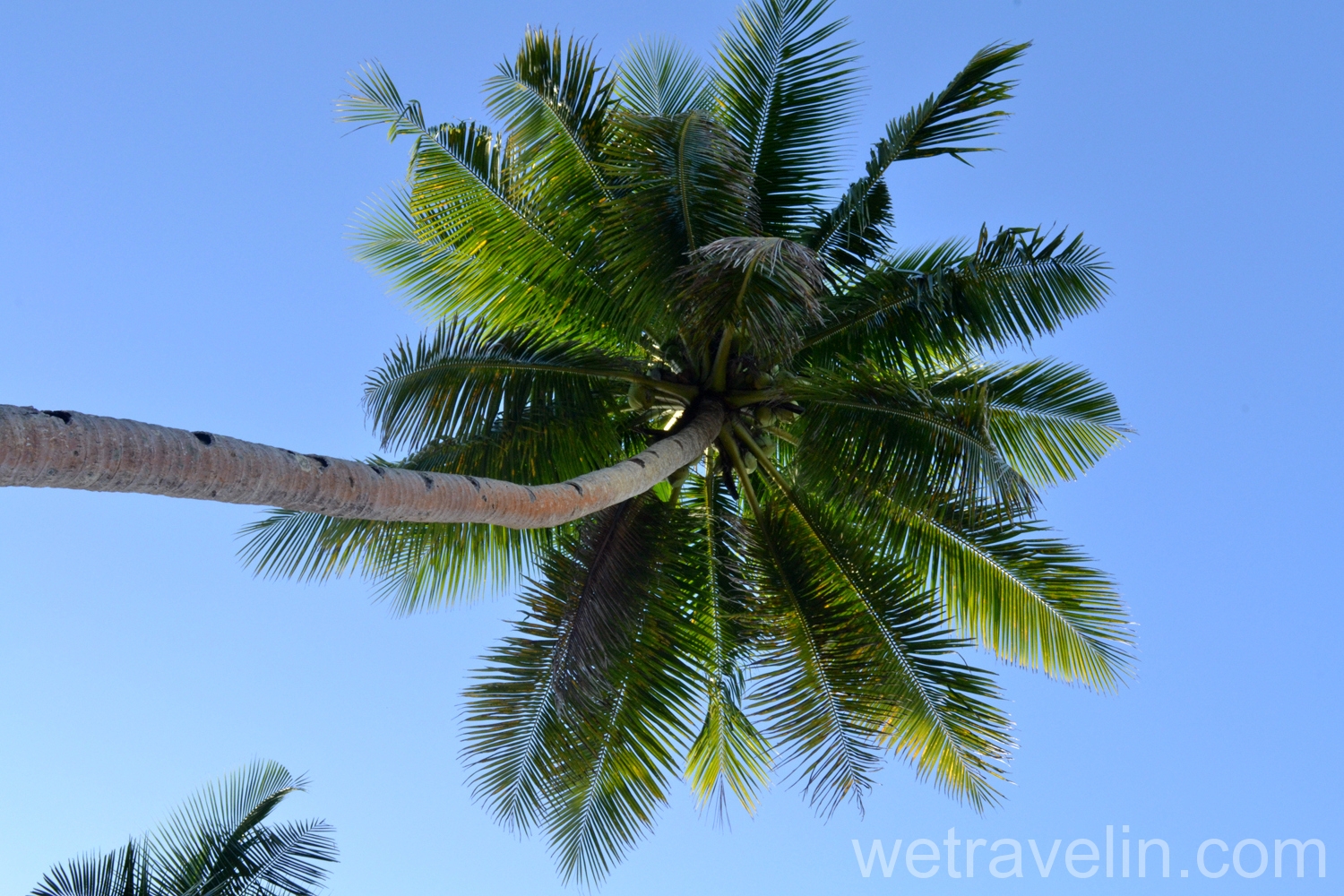 пальма на Филиппинах