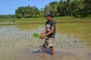 рисовое поле на Сиаргао