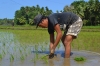 рисовое поле на Сиаргао