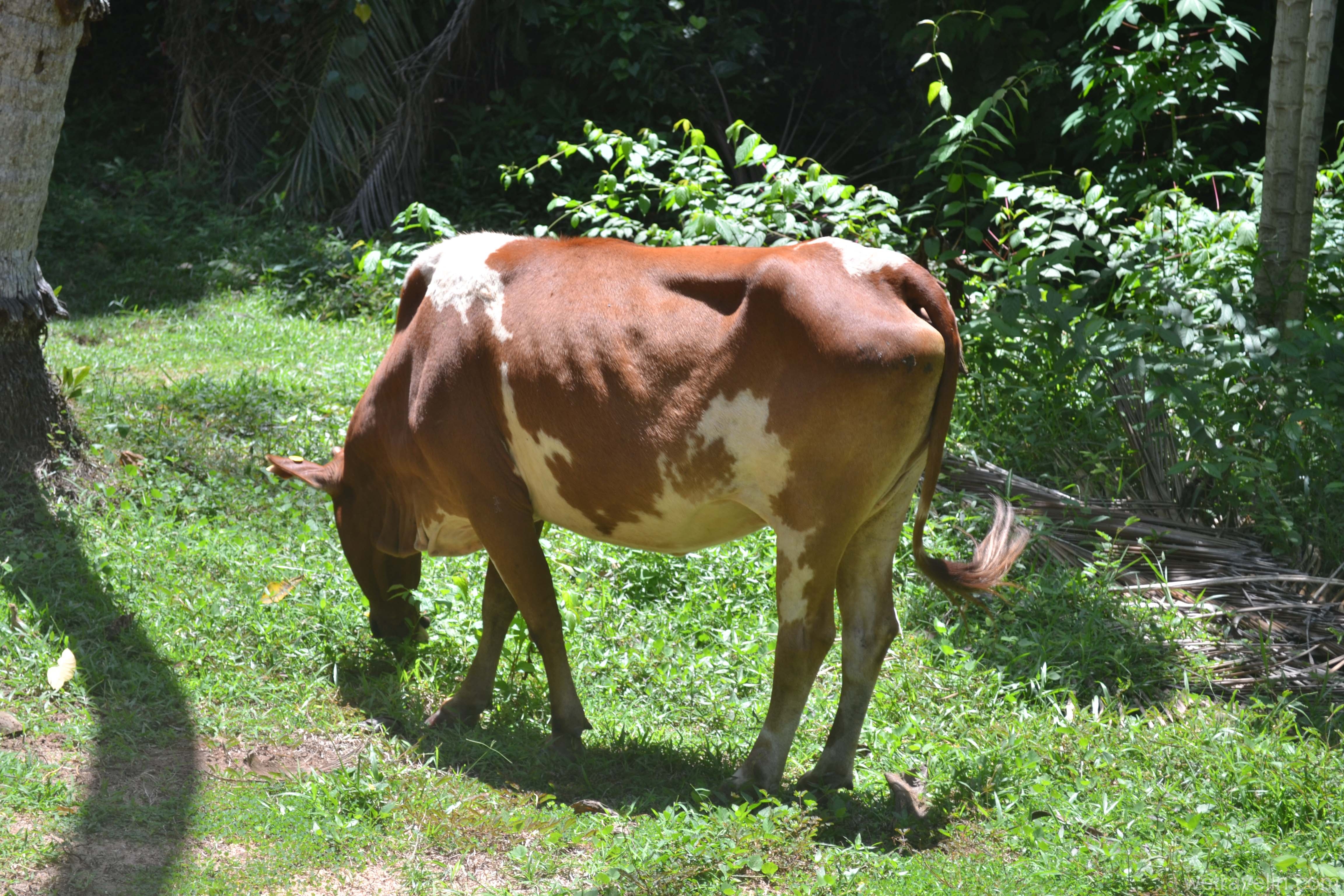 корова на Шри Ланке