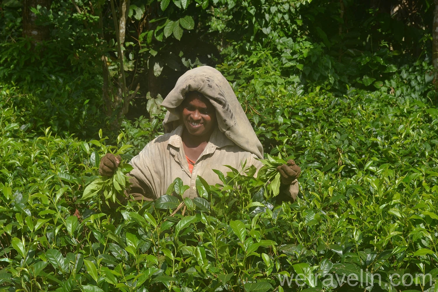 чайная плантация на Шри-ланке