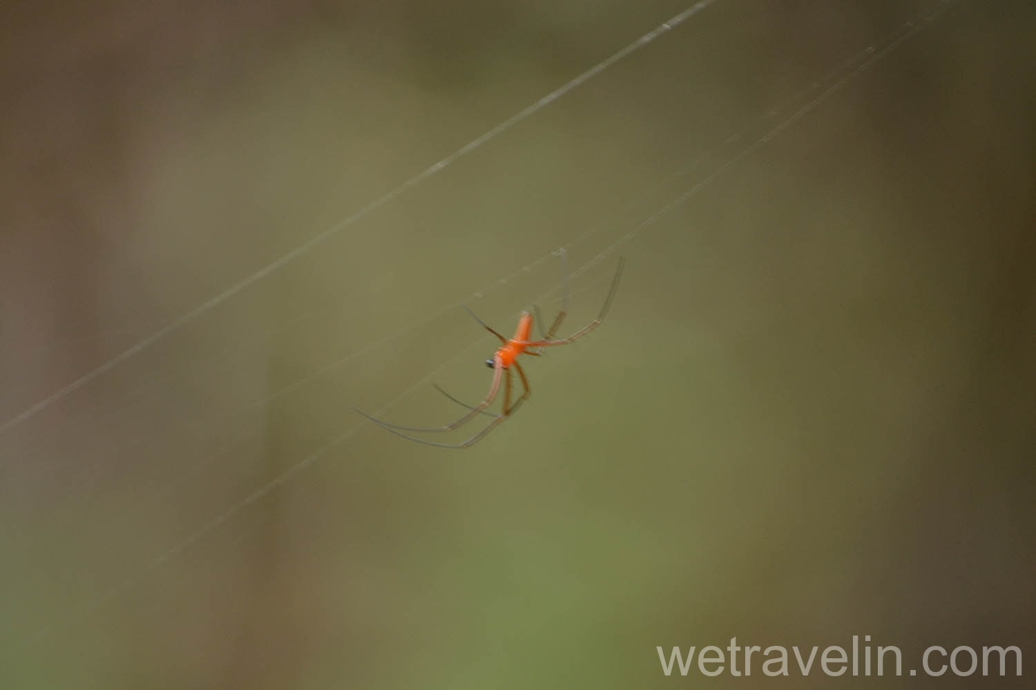 паук в лесу Каннелия