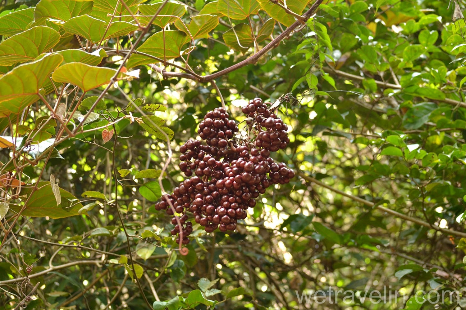 дикий виноград в дождевом лесу Каннелия