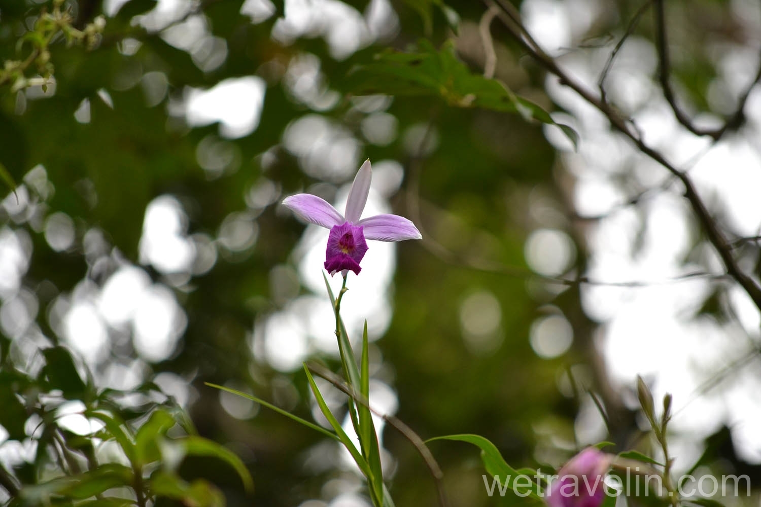 дикая орхидея. Лес Каннелия