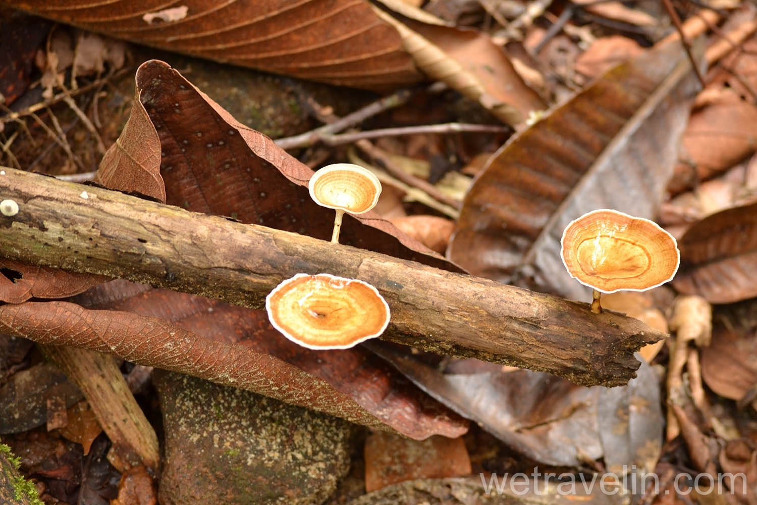 грибы в лесу Каннелия