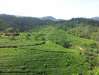 чайные плантации на Щри-Ланке
