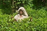 чайная плантация на Шри-Ланке
