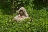 чайная плантация на Шри-ланке