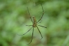 паук в лесу Каннелия