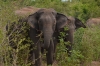 слон в парке Удавалаве