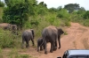 слоны в парке Удавалаве