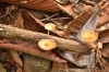 грибы в лесу Каннелия