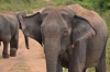 Шри-Ланкийский слон
