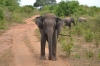 Шри-Ланкийский слон