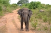 Шри-Ланкийская слониха