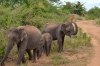стадо слонов на Шри-Ланке